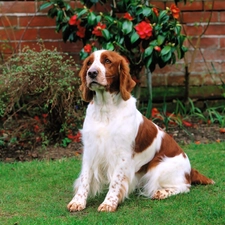 Garden, grass, dog