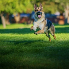 gear, grass, dog