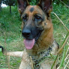 grass, Tounge, dog, German Shepherd