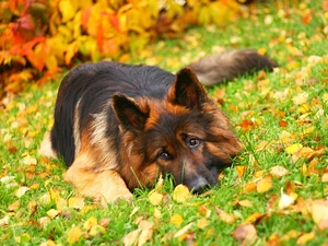 grass, Leaf, German Shepherd