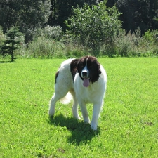 Green, grass, Landseer