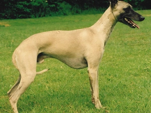 Green, grass, Whippet