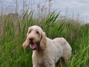Meadow, grass, Hairs, dog, pointer