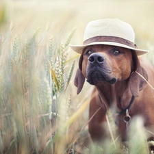 Hat, grass, doggy