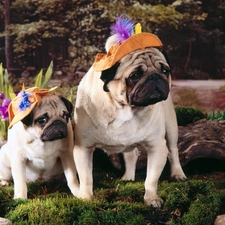 hats, grass, pugs