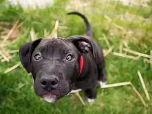 Head, grass, doggy