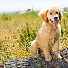 grass, Meadow, honeyed, Puppy