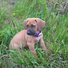 grass, Rhodesian ridgeback, honeyed, puppy