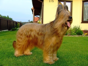 house, sheep-dog, grass
