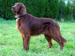 grass, Green, Brown, Irish Setter