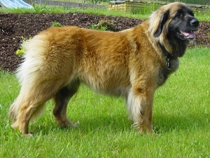 grass, Leonberger, juicy