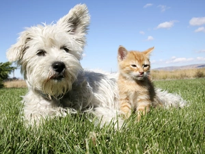 grass, Puppy, kitten