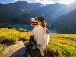 Mountains, dog, lake, grass, rays, Australian Shepherd