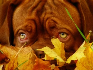 Leaf, grass, dog