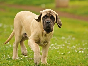 mastiff, grass, young