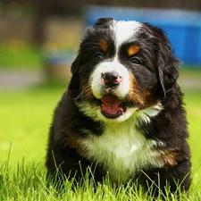 mouth, grass, doggy