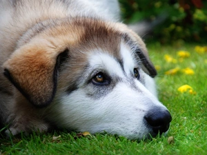 muzzle, grass, Puppy