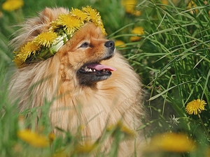 wreath, dog, nuns, grass, Flowers, Toy Spitz