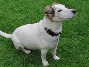 Parson Russell Terrier, grass