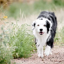 patch, grass, dog