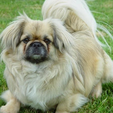 grass, pekinese