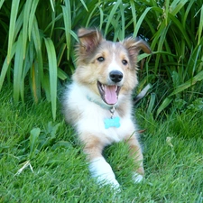 Pendant, grass, doggy