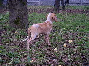 Italian Shorthair Pointer, grass, Leaf, Bracco italiano