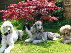 Bush, Dogs, Leaf, grass, Red, Poodles