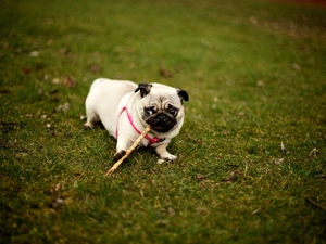 grass, pug
