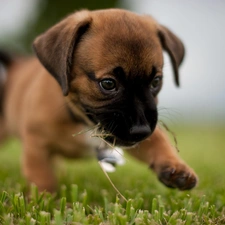 grass, Bullmastiff, puppie