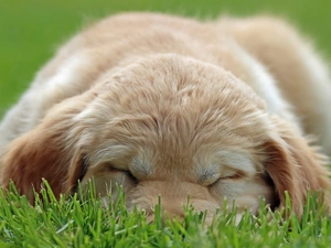 puppie, grass, sleepy