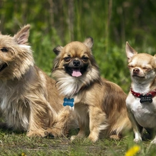 puppies, grass, Three