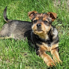 grass, Puppy