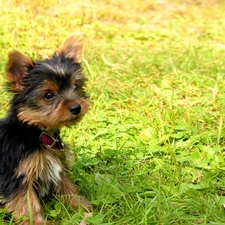 Puppy, grass, dog