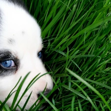 grass, Eyes, Puppy, Bearded collie, Blue