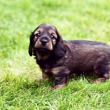 Puppy, Grass Field Spaniel, honeyed