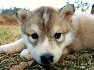 grass, mouth, Puppy, Husky