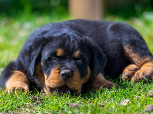 grass, Rottweiler, Puppy