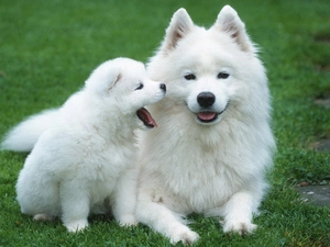 Puppy, grass, Samojed