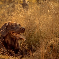 setter, dog