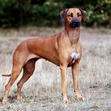 grass, blur, Rhodesian ridgeback