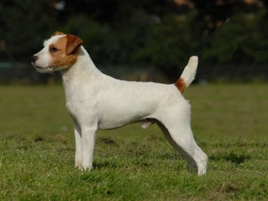 grass, Parson Russell Terrier