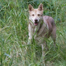 grass, Green, Saarlooswolfhond, tall