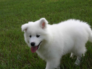 grass, Samojed