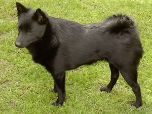 grass, Black, Schipperke