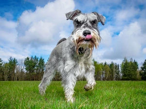 grass, dog, Schnauzer