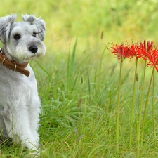 Schnauzer, grass, doggy