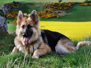 grass, german, dog, sheep-dog