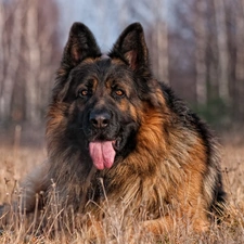 grass, german, dog, sheep-dog