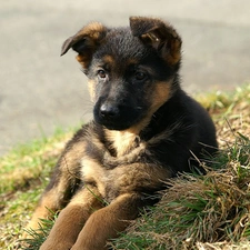 grass, german, Puppy, sheep-dog